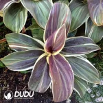 Cordyline fruticosa 'Chocolate Queen' Seedling(100Pcs??