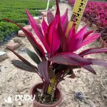 Cordyline fruticosa  Cheval. ??Aichiaka?? Seedling(100Pcs??