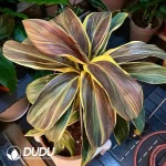 Cordyline fruticosa Cointreau Seedling(100Pcs??