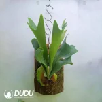 Platycerium bifurcatum (Cav.) C. Chr.?? Seedling(100Pcs??