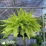 Tiger spot fern Seedling(100Pcs??