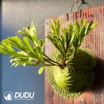 Platycerium ridleyi Seedling(100Pcs??