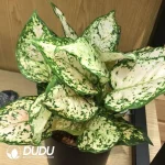 Aglaonema Lemon(100Pcs??