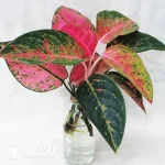 A.commutatun'Brilliant' Seedling(100Pcs??