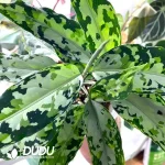 Aglaonema camouflage(100Pcs??