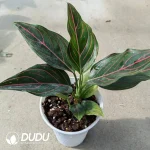 Aglaonema ??Red Vein?? (100Pcs??