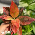 Aglaonema  Mojo red Seedling(100Pcs??
