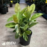 Ficus Elastica Shivereana Seedling(100Pcs??