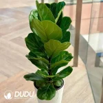 Ficus lyrata Seedling(100Pcs??