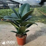 Ficus burgandy Seedling(100Pcs??