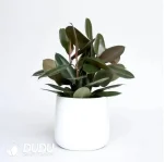 Ficus Melany Seedling(100Pcs??