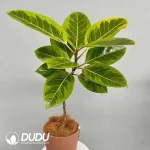 Ficus altissima Variegata Seedling(100Pcs??