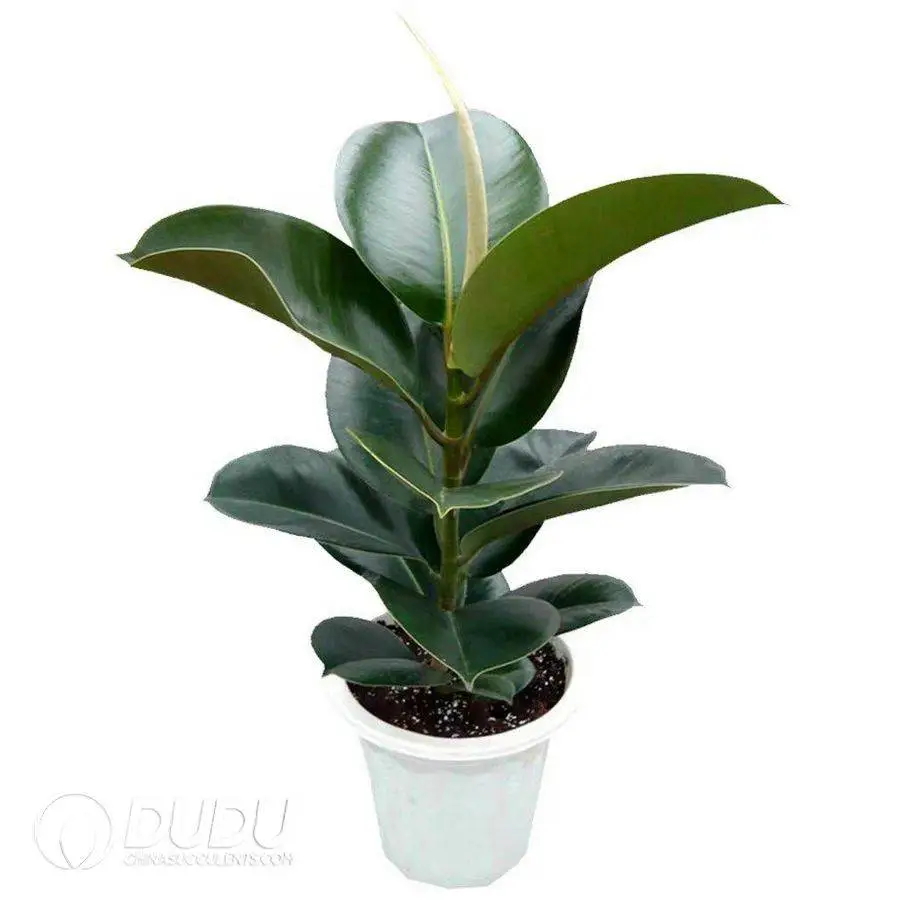 1746758956-e201.webp Plant Maniacs Seedling(100Pcs?? - Image 1