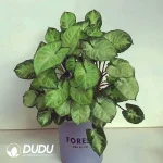 Syngonium podophyllum 'Pixi Seedling(100Pcs??