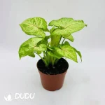 Syngonium podophyllum Golden Allus Seedling(100Pcs??