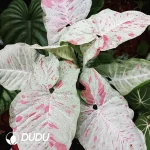Syngonium Milk Confetti Seedling(100Pcs??