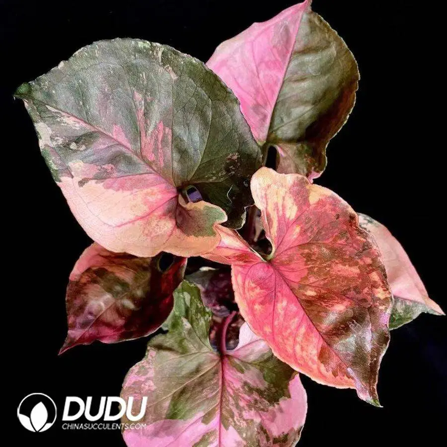 1746759020-e201.webp Syngonium strawberry ice /Syngonium Christmas Seedling(100Pcs?? - Image 1