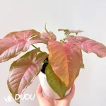 Syngonium podophyllum 'Neon Robusta' Seedling(100Pcs??