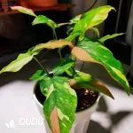Syngonium  red spot tricolour Seedling(100Pcs??
