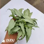 Syngonium podophyllum silver fox Seedling(100Pcs??