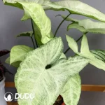 Syngonium podophyllum white butterfly Seedling(100Pcs??