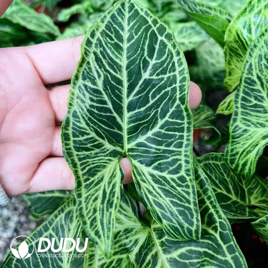 1746759053-e201.webp Syngonium batik Seedling(100Pcs?? - Image 1