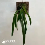 Anthurium vittarifoliun Seedling(100Pcs??