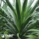 Dracaena outer space Seedling(100Pcs??