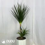 Dracaena Pleomele angustifolia Seedling(100Pcs??
