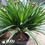 Dracaena Big leave Dracaena Seedling(100Pcs??