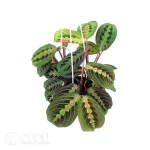 Maranta  leuconeura erythroneura Seedling(100Pcs??