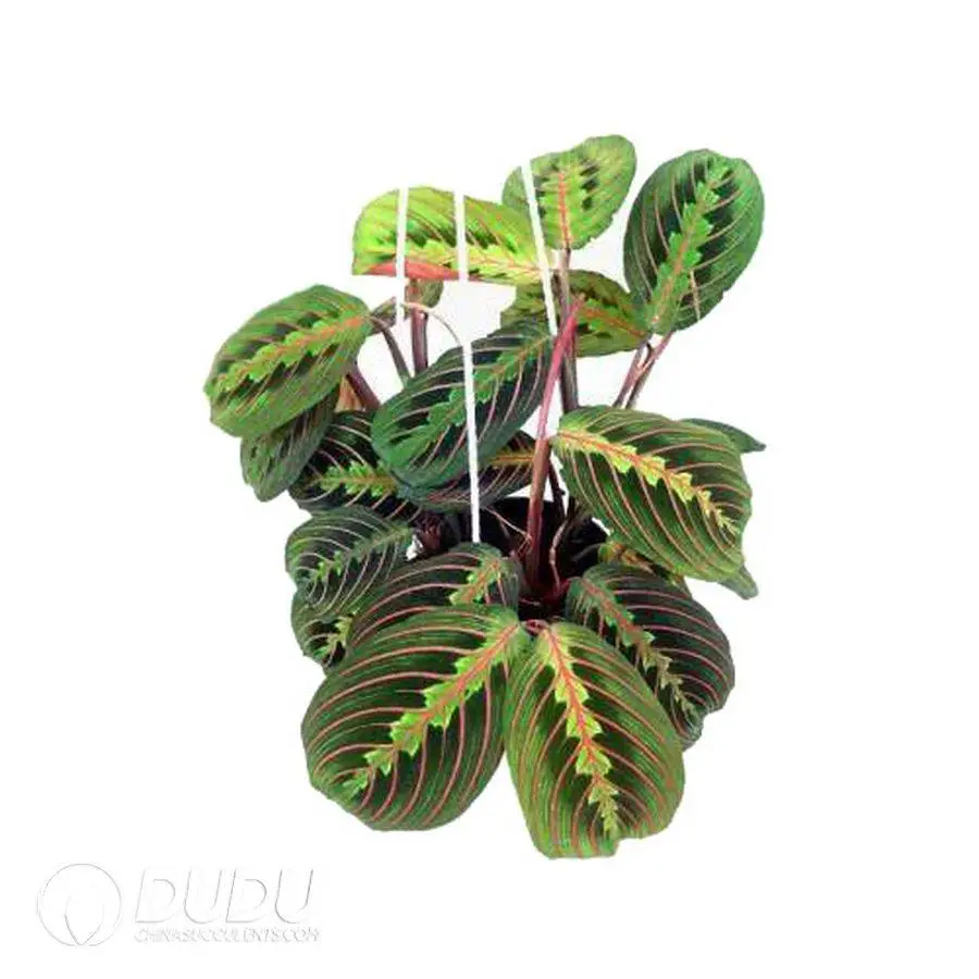 1746759210-e201.webp Maranta leuconeura erythroneura Seedling(100Pcs?? - Image 1