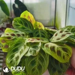 Maranta  Leuconeura Fantasy Seedling(100Pcs??