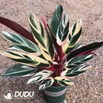 Ctenanthe oppenheimiana Seedling(100Pcs??