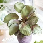 Calathea silver plate Seedling(100Pcs??