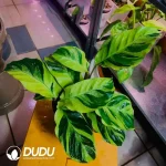 Calathea thai beauty Seedling(100Pcs??