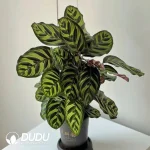 Calathea makoyana Seedling(100Pcs??