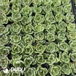 105Pcs/Tray Echeveria Blue Dragon Seedlings(Mix & Match 5+)
