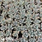 105Pcs/Tray Echeveria Star Snow Seedlings(Mix & Match 5+)
