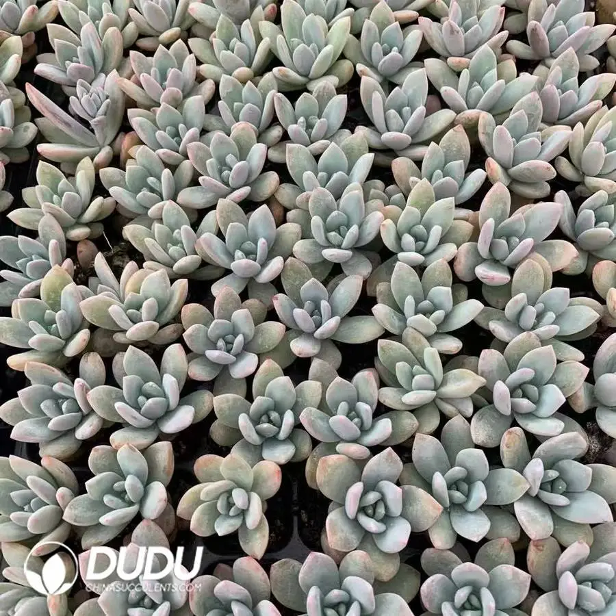 1747026219-e201.webp 105Pcs/Tray Echeveria Star Snow Seedlings(Mix & Match 5+) - Image 1