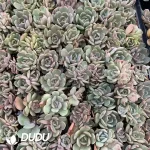 105Pcs/Tray Echeveria Red Lovers Seedlings(Mix & Match 5+)