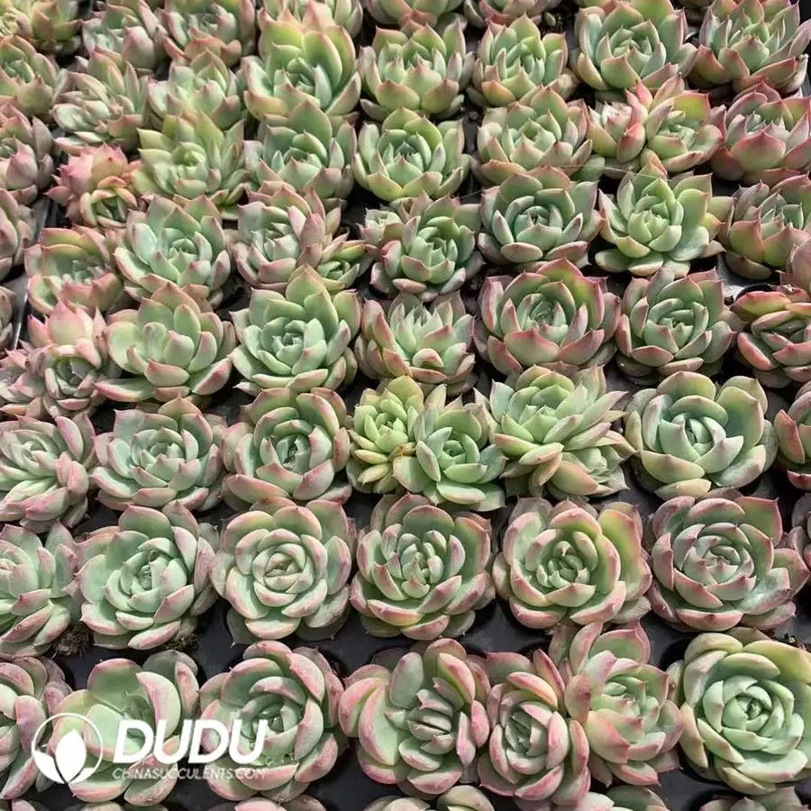 1747026232-e201.webp 105Pcs/Tray Echeveria Silhouette Seedlings(Mix & Match 5+) - Image 1