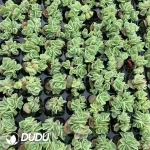 105Pcs/Tray Echeveria Ice Rose Seedlings(Mix & Match 5+)