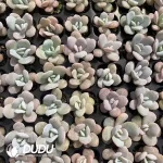 105Pcs/Tray Echeveria Snow Lotus Seedlings(Mix & Match 5+)