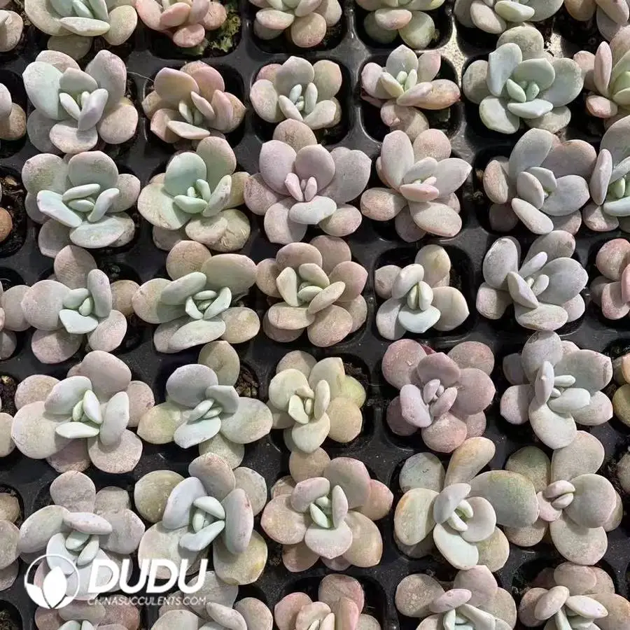 1747026244-e201.webp 105Pcs/Tray Echeveria Snow Lotus Seedlings(Mix & Match 5+) - Image 1