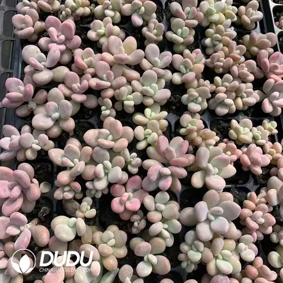 1747026248-e201.webp 105Pcs/Tray Graptoveria Peach Egg Seedlings(Mix & Match 5+) - Image 1