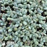 105Pcs/Tray Pachyphytum Snow beauty Seedlings(Mix & Match 5+)