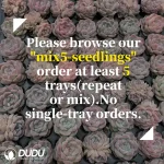 105Pcs/Tray Echeveria Lingyin Seedlings(Mix & Match 5+) - Image 2