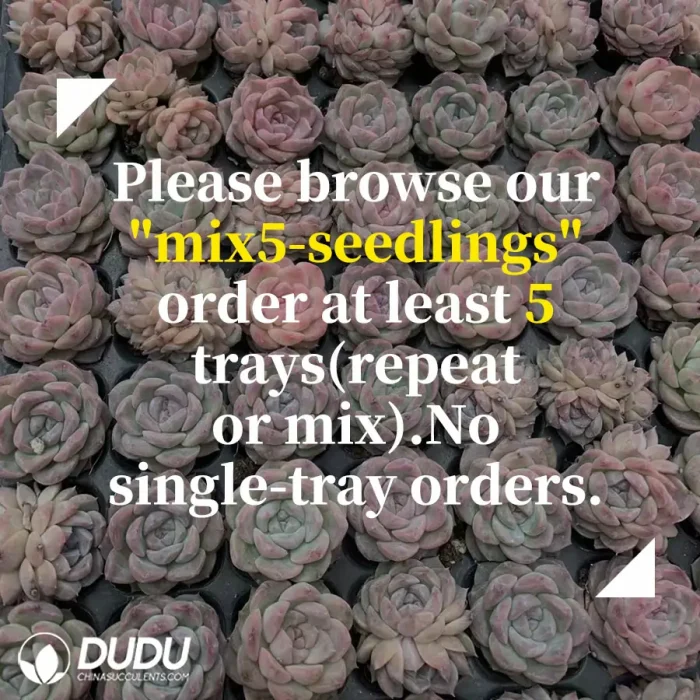 105Pcs/Tray Echeveria Lingyin Seedlings(Mix & Match 5+) - Image 2