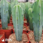 Cactus-MyrtilloCactus-Geometrizans